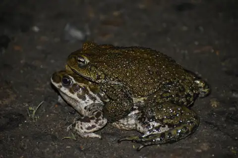 Peru Coast Toad