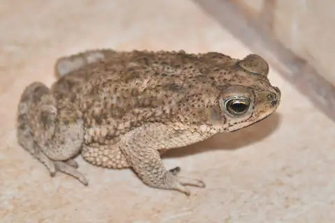 Chaco Granulated Toad