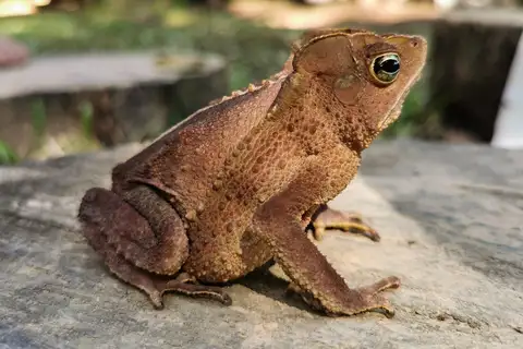 South American Common Toad