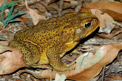 Cane Toad