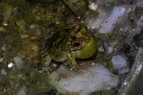 Rhinella merianae