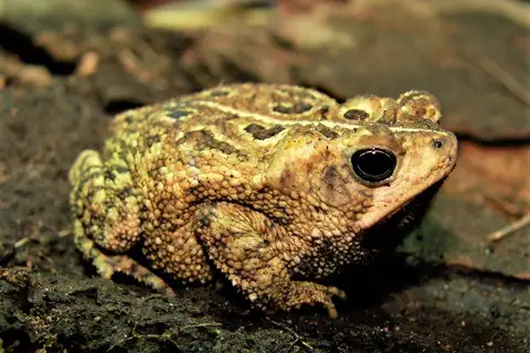 Ocellated Toad