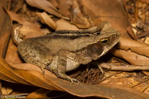 Ornate Forest toad