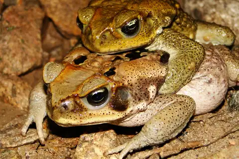 Gray Toad
