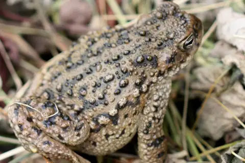 Warty Toad