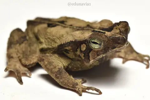 Rhinella stanlaii