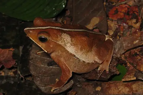 Teotonio Falls Leaf-litter Toad