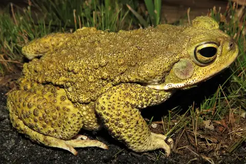 Rhinella veredas