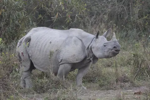 Indian Rhinoceros