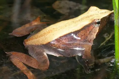 Darwin's Frog