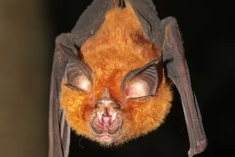 Intermediate Horseshoe Bat