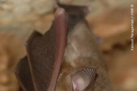 Blasius's horseshoe bat