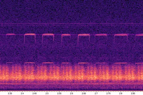 Indochinese Horseshoe Bat