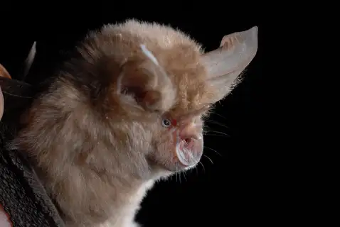 Geoffroy's horseshoe bat