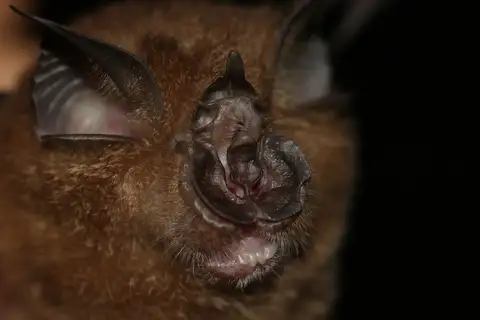 Creagh's horseshoe bat