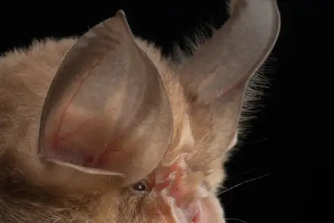 Mediterranean horseshoe bat