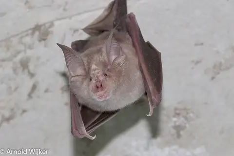 Greater Horseshoe Bat