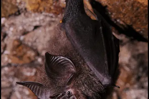 Formosan Woolly Horseshoe Bat