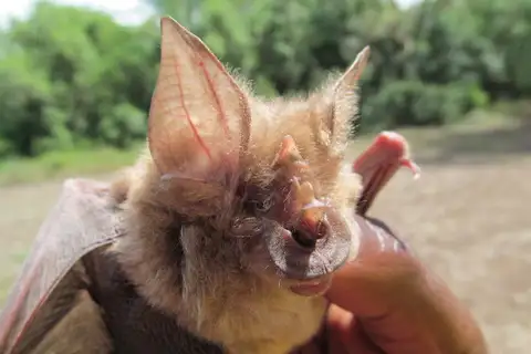 Hildebrandt's horseshoe bat