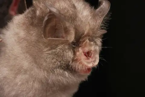 Lesser Horseshoe Bat