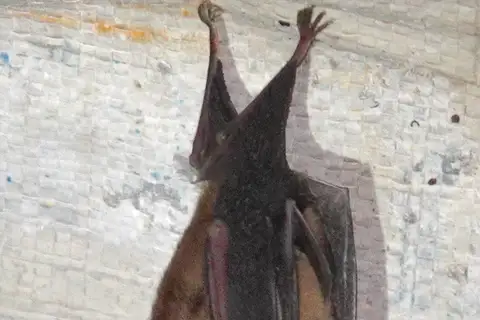 insular horseshoe bat