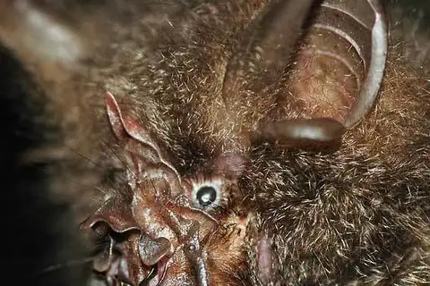 Woolly Horseshoe Bat