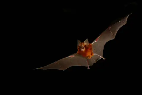 Eastern Horseshoe Bat