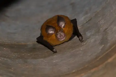 Formosan Lesser Horseshoe Bat