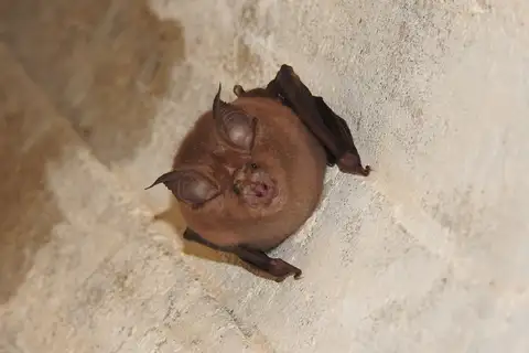 Japanese greater horseshoe bat