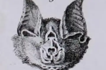 Least Horseshoe Bat