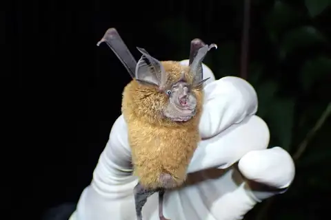 Glossy Horseshoe Bat