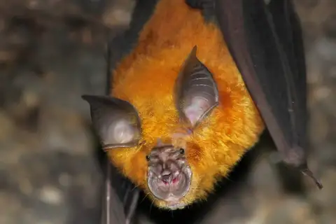 Rufous Horseshoe Bat