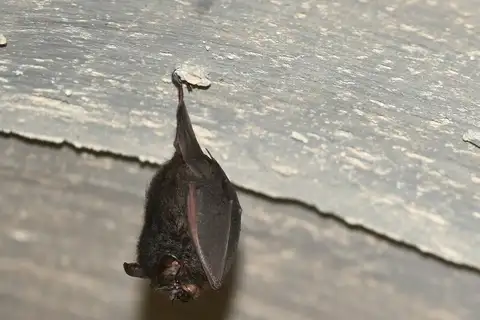 Lesser Woolly Horseshoe Bat