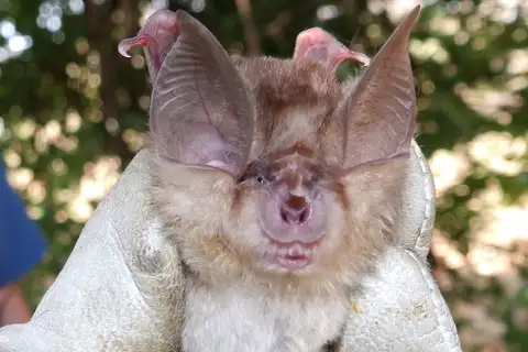 Bushveld horseshoe bat