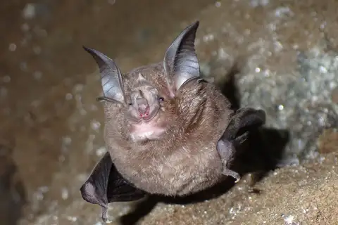 Chinese Rufous Horseshoe Bat