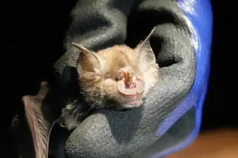 Swinny's horseshoe bat