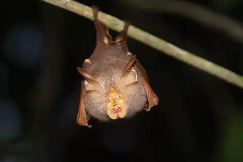 Trefoil Horseshoe Bat
