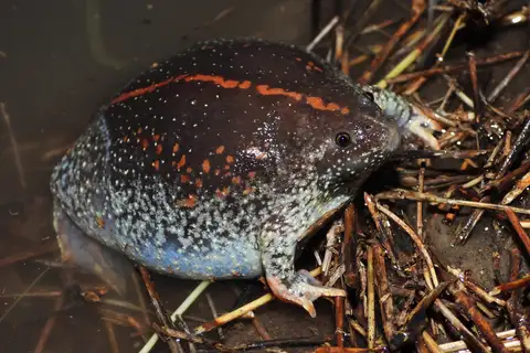 Mexican Burrowing Toad