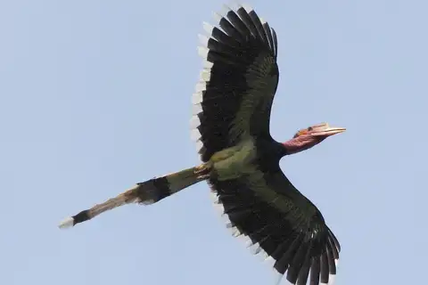 Helmeted Hornbill