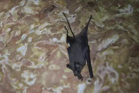 Egyptian Mouse-tailed Bat