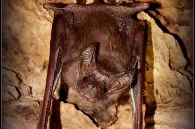 Greater Mouse-tailed Bat