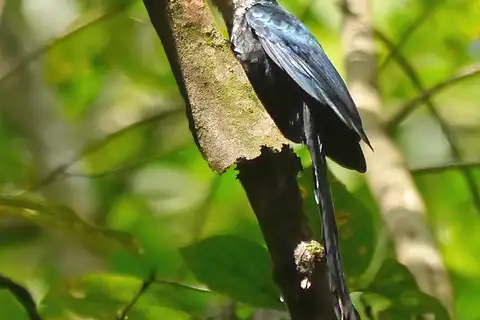 Forest Wood Hoopoe