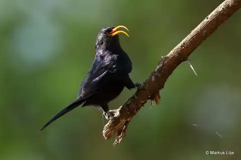 Abyssinian Scimitarbill
