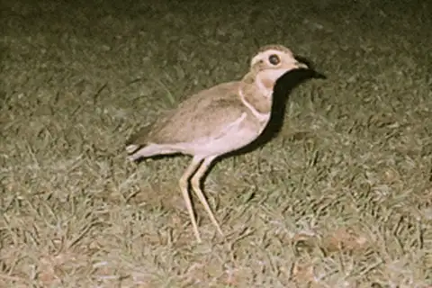 Jerdon's Courser