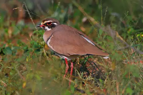 Bronze-winged Courser