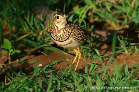 Three-banded Courser