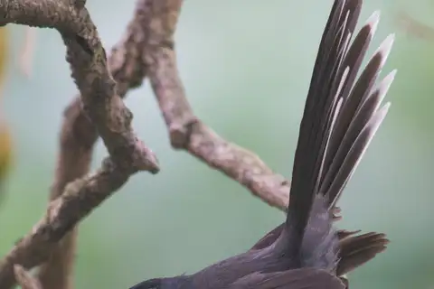 White-throated Fantail