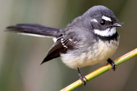 Grey Fantail