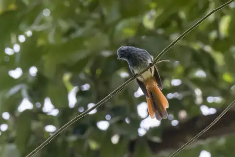 Visayan Fantail