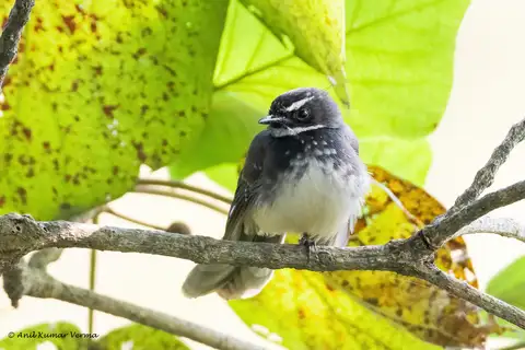 White-spotted Fantail